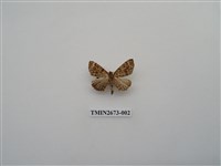 藏品(尺蛾216)的圖片